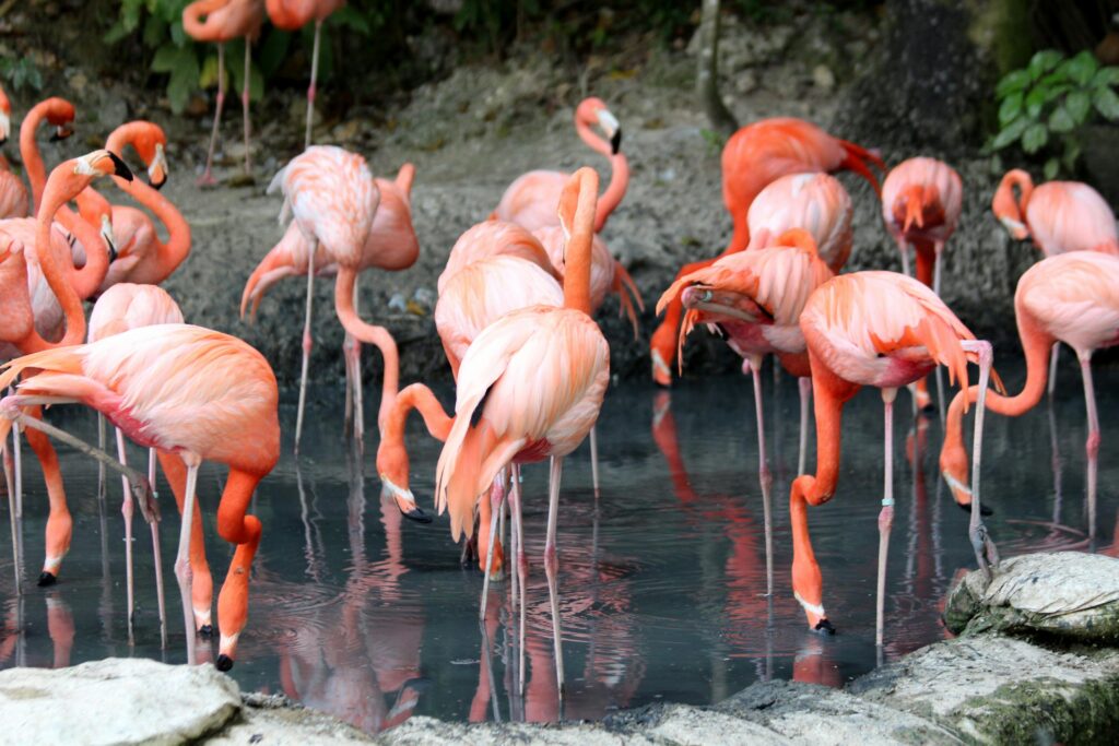 5 Days Birding Tour To Agadir