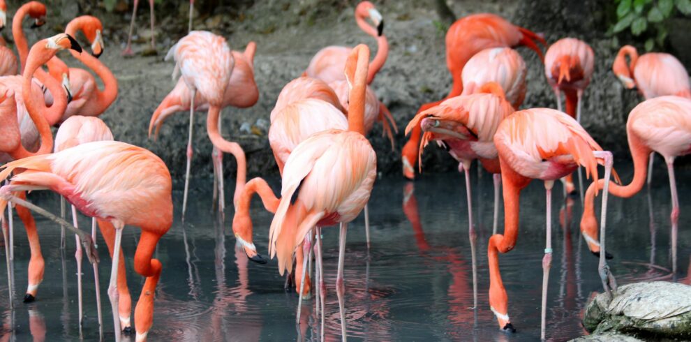 5 Days Birding Tour To Agadir