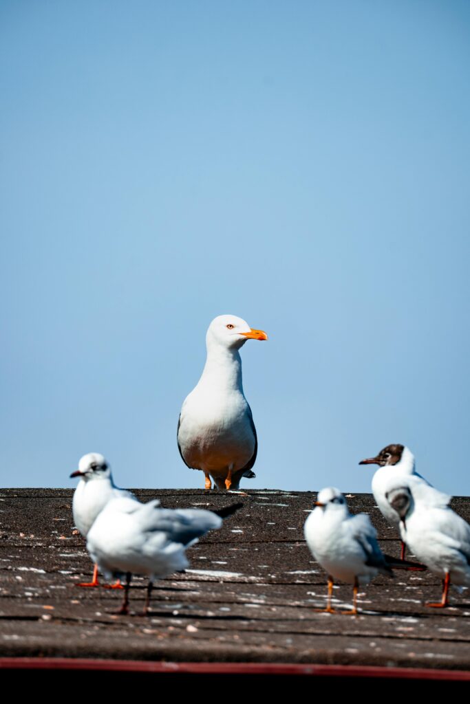 5 Days Birding Tour To Agadir