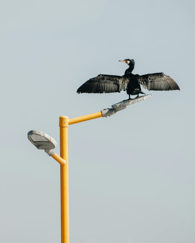 5 Days Birding Tour To Agadir