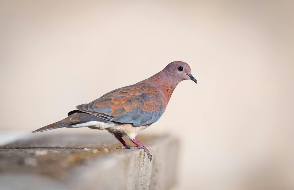 5 Days Birding Tour To Agadir