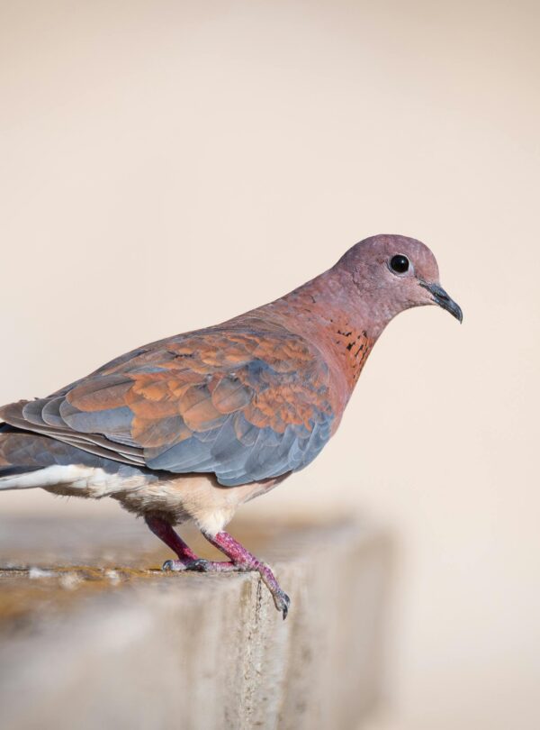 5 Days Birding Tour To Agadir
