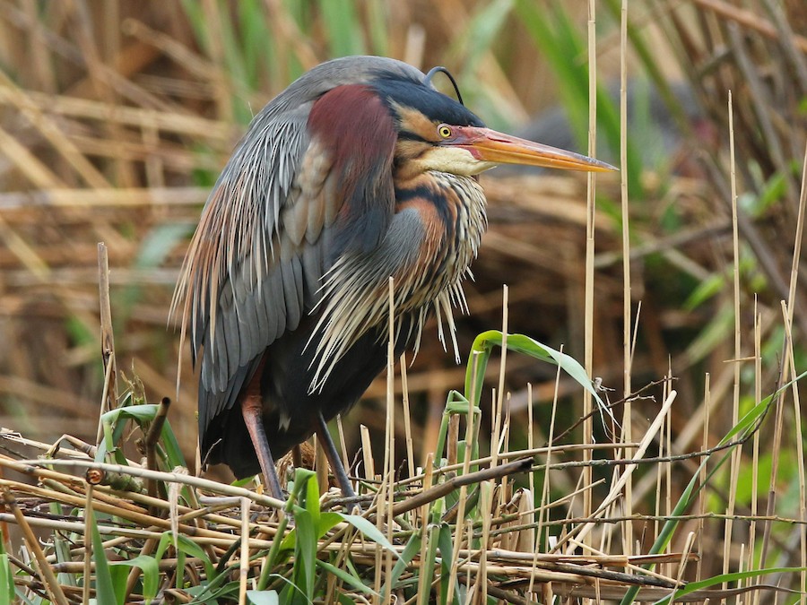 5 Days Birdwatching Tour From Marrakech