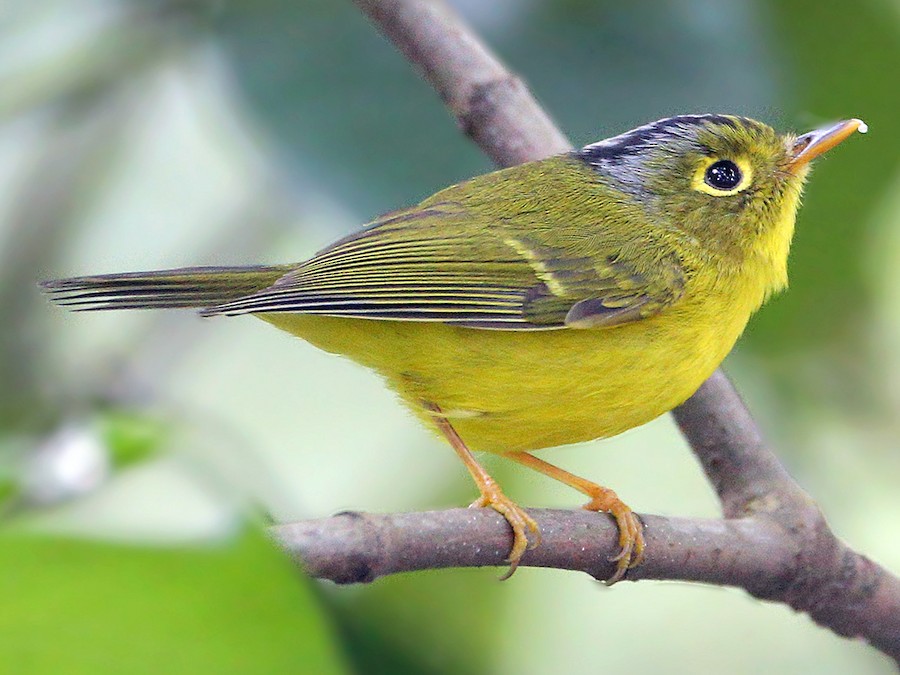 5 Days Birdwatching Tour From Marrakech
