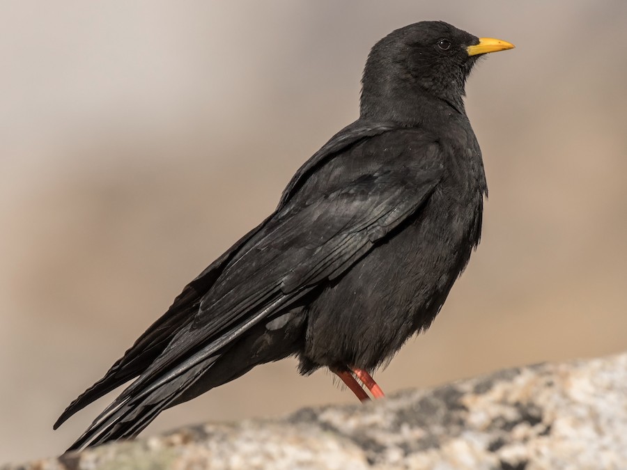 5 Days Birdwatching Tour From Marrakech