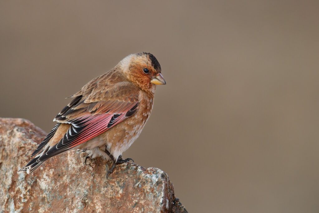 5 Days Birdwatching Tour From Marrakech