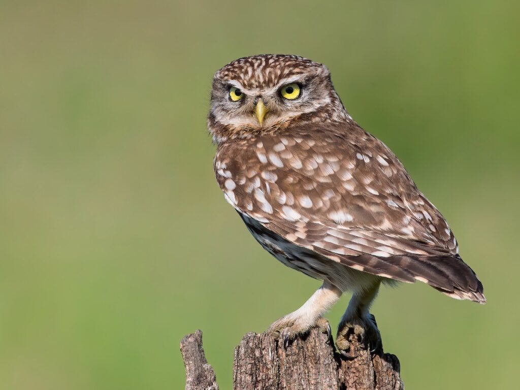 5 Days Birdwatching Tour From Marrakech