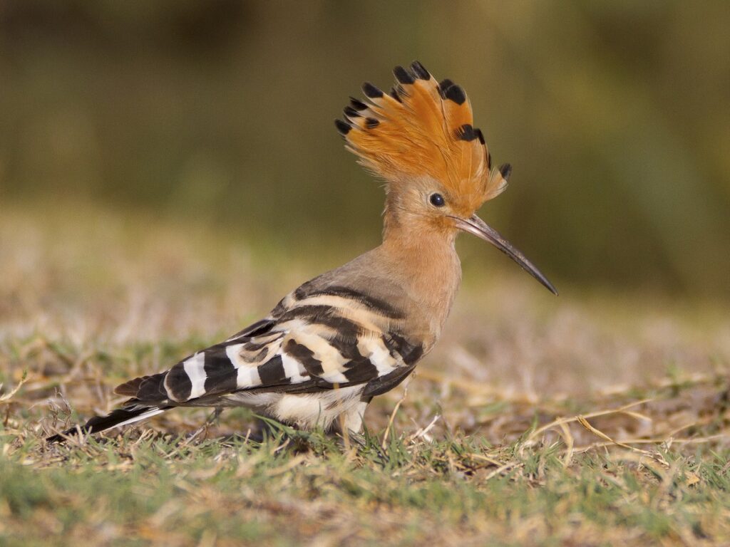 7 Days Birding Adventure from Agadir