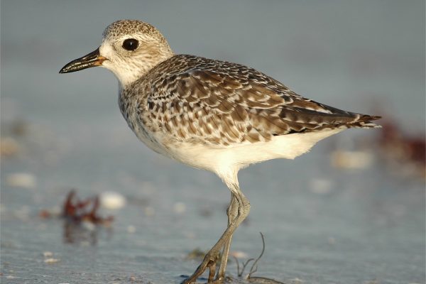 7 Days Birding Adventure from Agadir