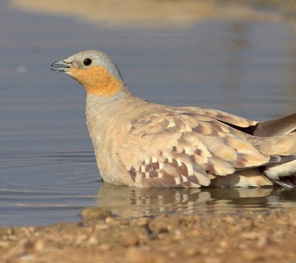 7 Days Birding Adventure from Agadir