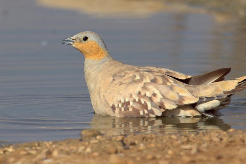 7 Days Birding Adventure from Agadir