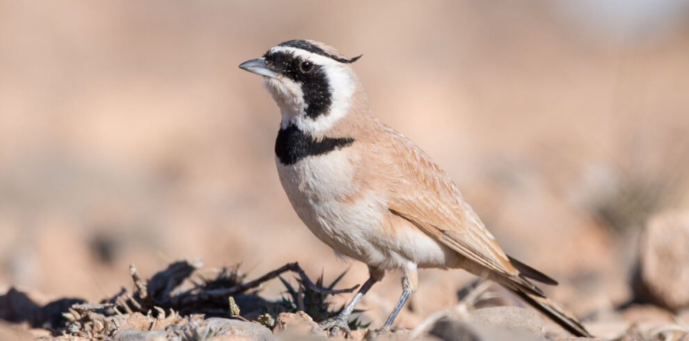 7 Days Birding Adventure from Agadir
