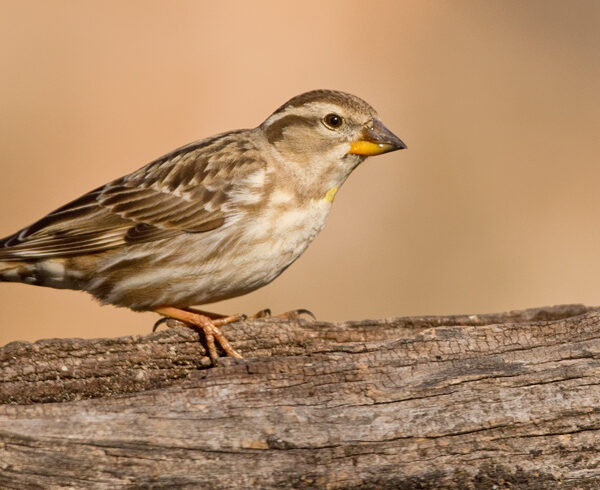 7 Days Birding Adventure from Agadir