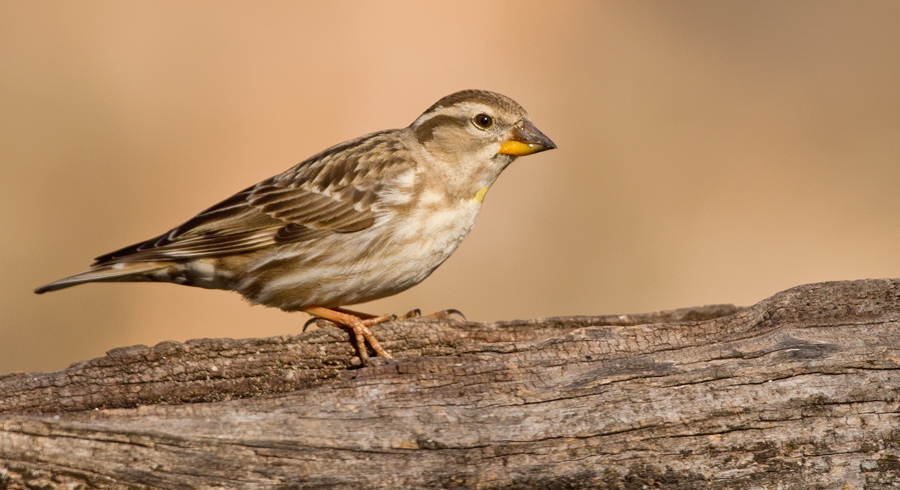 7 Days Birding Adventure from Agadir