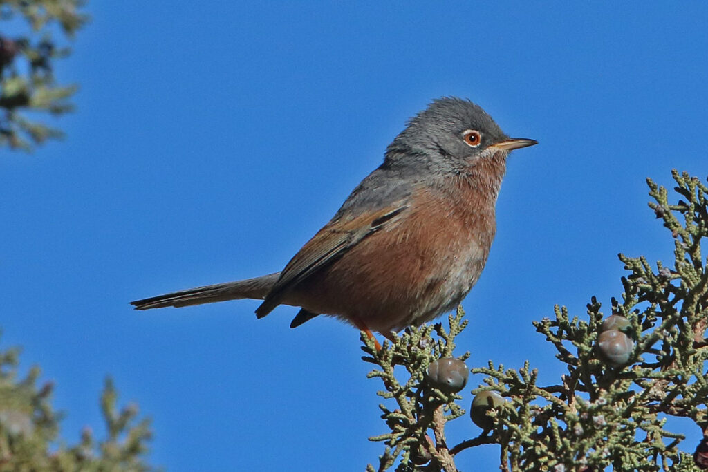7 Days Birding Tour to Atlas Mountains