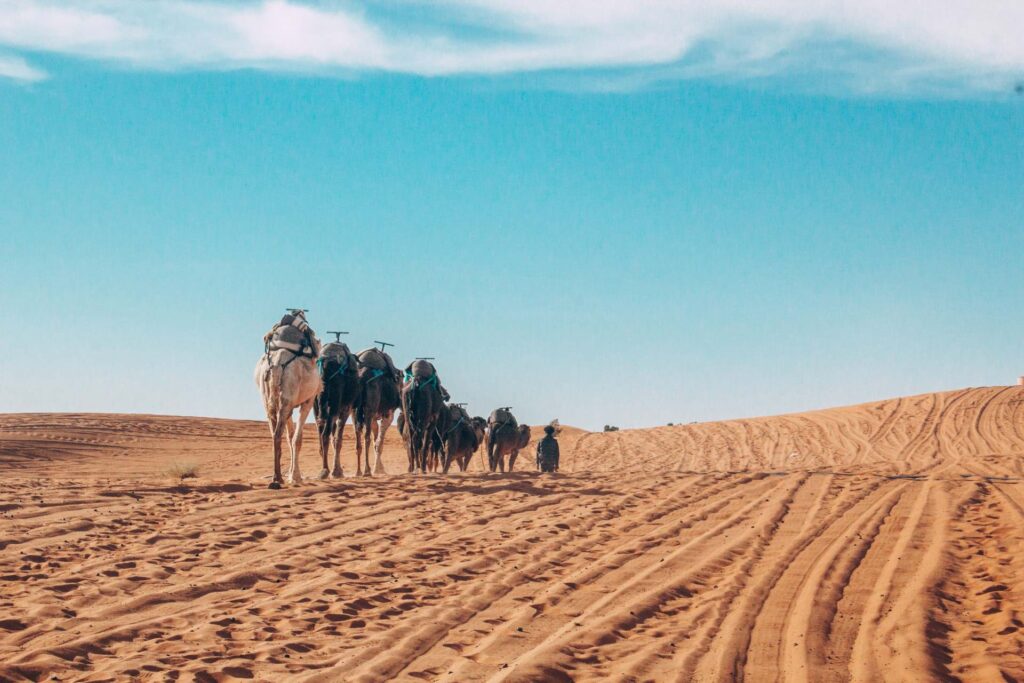 7 Days Birding Tour to Atlas Mountains