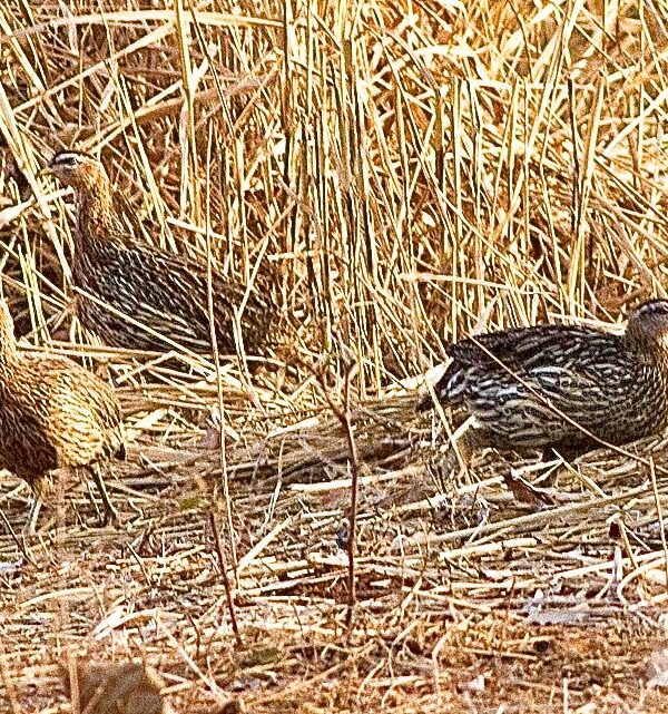 7 Days Birding Tour to Atlas Mountains