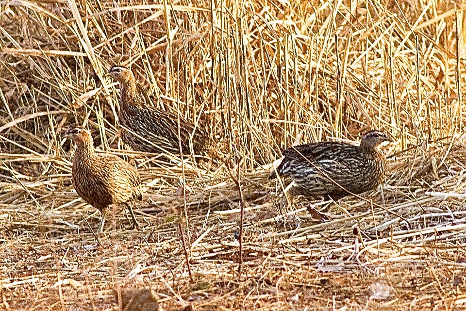 7 Days Birding Tour to Atlas Mountains