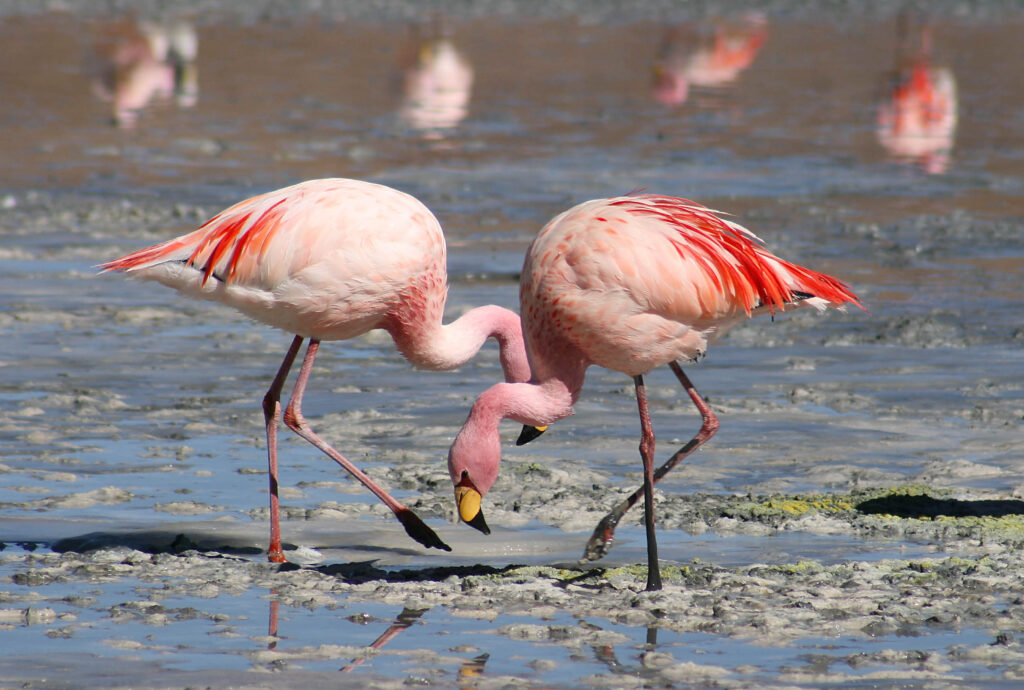 7 Days Birding Tour to Atlas Mountains