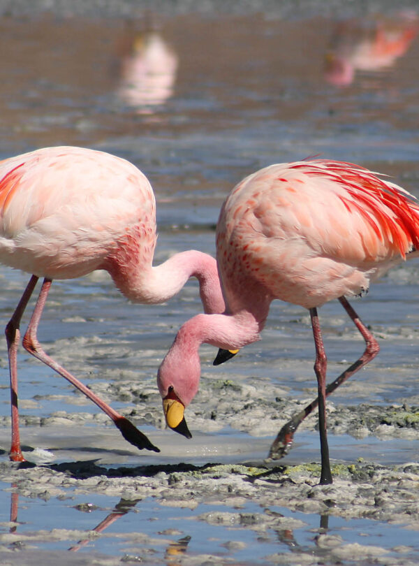7 Days Birding Tour to Atlas Mountains