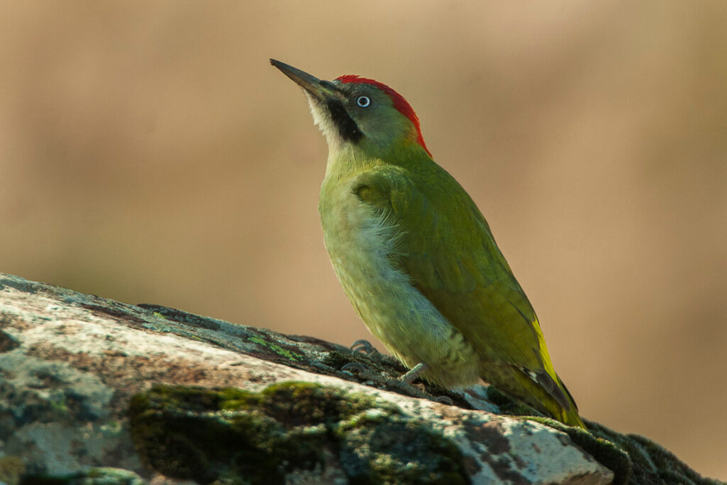 7 Days Birding Tour to Atlas Mountains