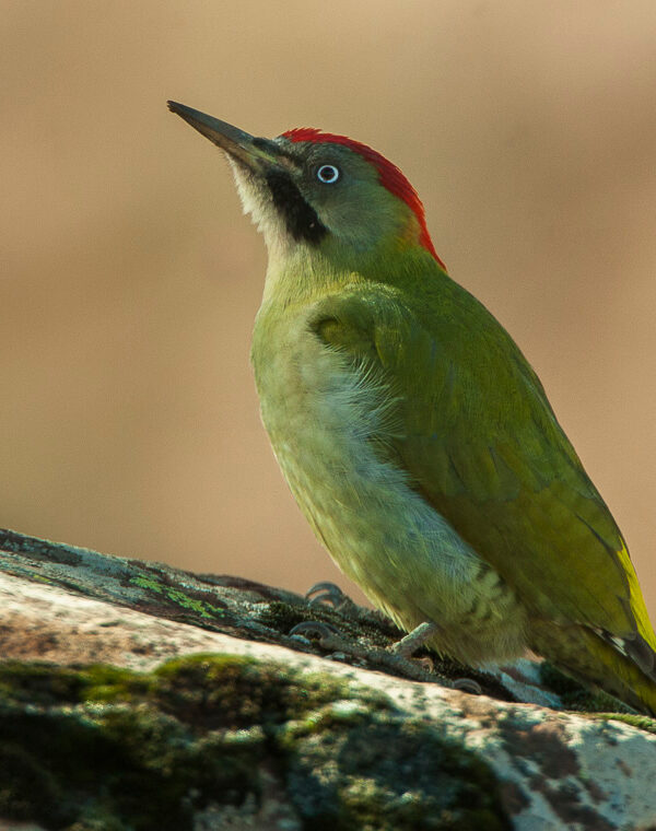7 Days Birding Tour to Atlas Mountains
