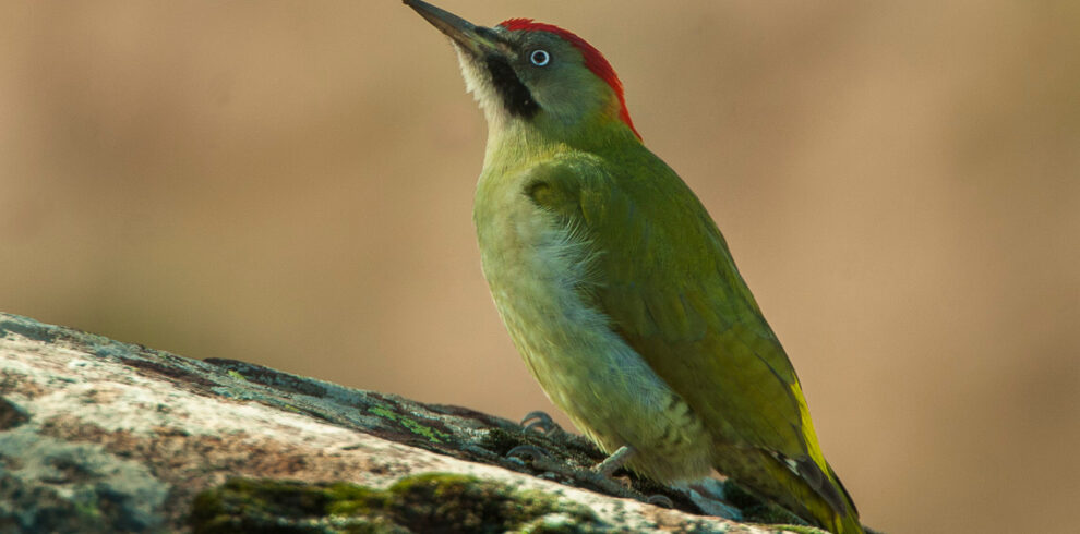 7 Days Birding Tour to Atlas Mountains