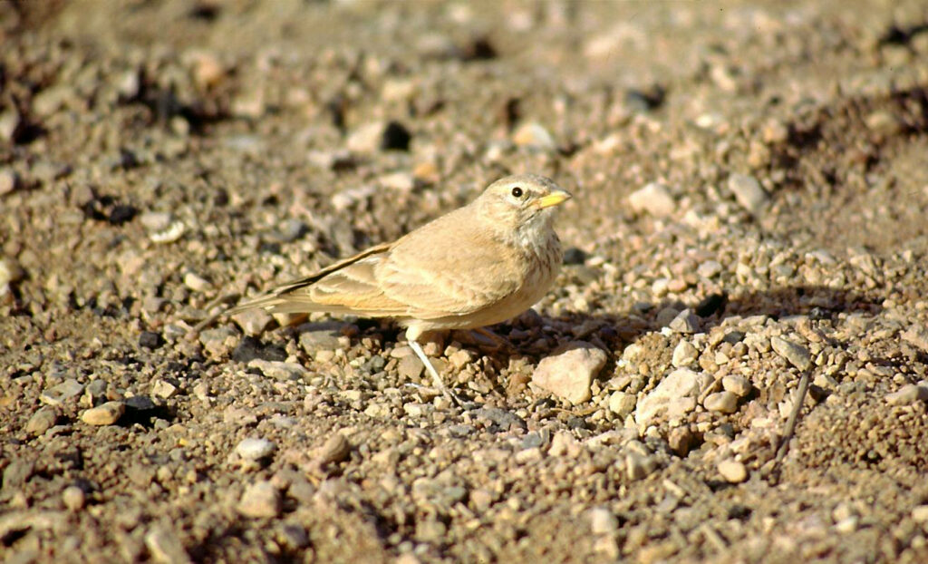 7 Days Birding Tour to Atlas Mountains