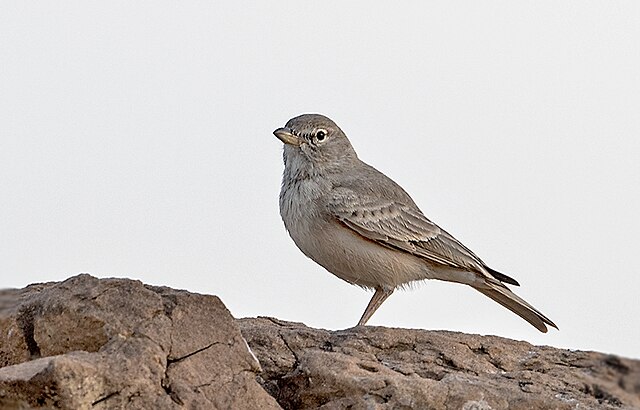 7 Days Birding Tour to Atlas Mountains