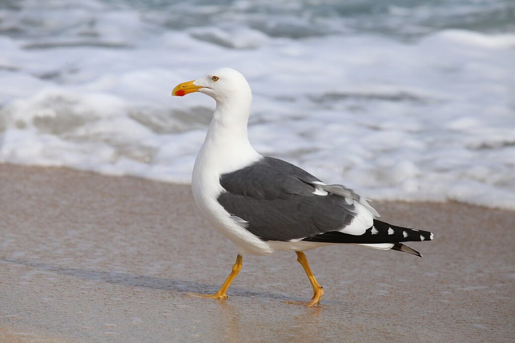 8 Day Morocco Birding Tour