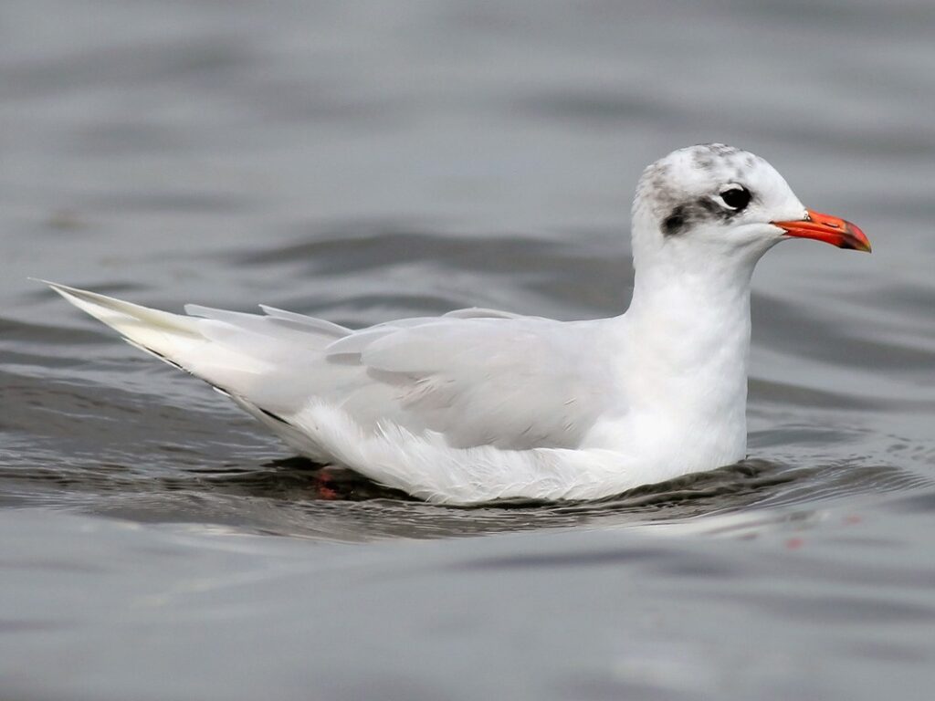 8 Day Morocco Birding Tour