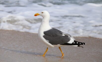 8 Day Morocco Birding Tour