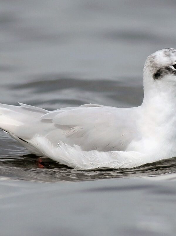 8 Day Morocco Birding Tour