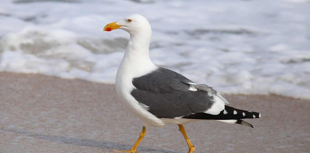8 Day Morocco Birding Tour
