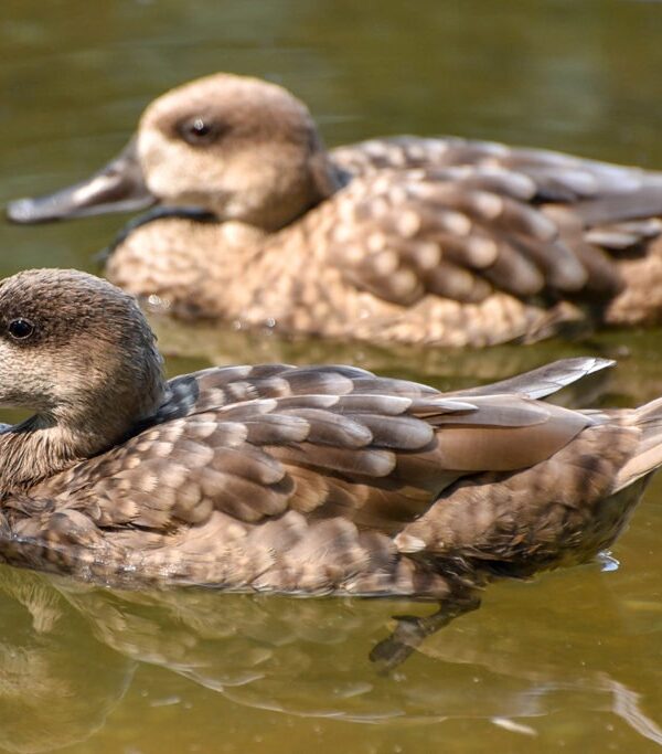 8 Day Morocco Birding Tour