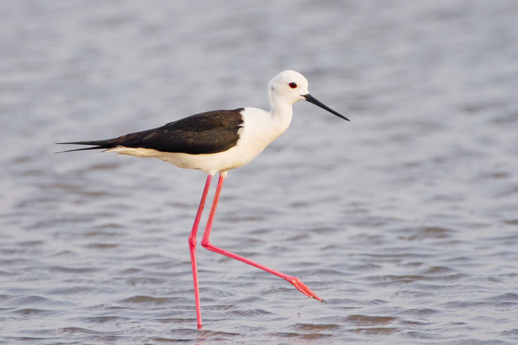 8 Day Morocco Birding Tour