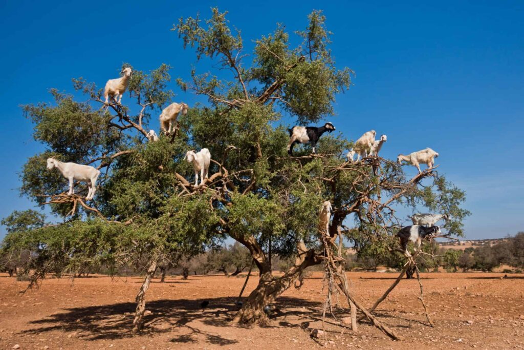 8 Day Morocco Birding Tour