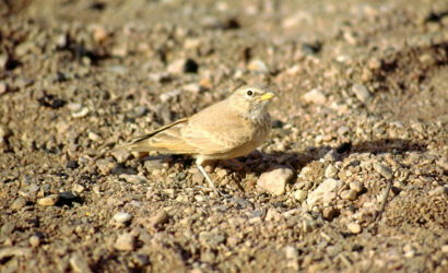 10 Day Birding Journey From Agadir