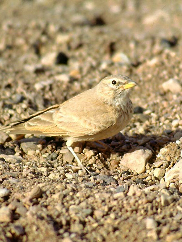 10 Day Birding Journey From Agadir