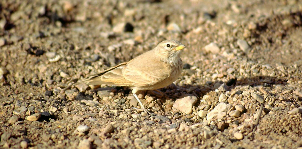 10 Day Birding Journey From Agadir