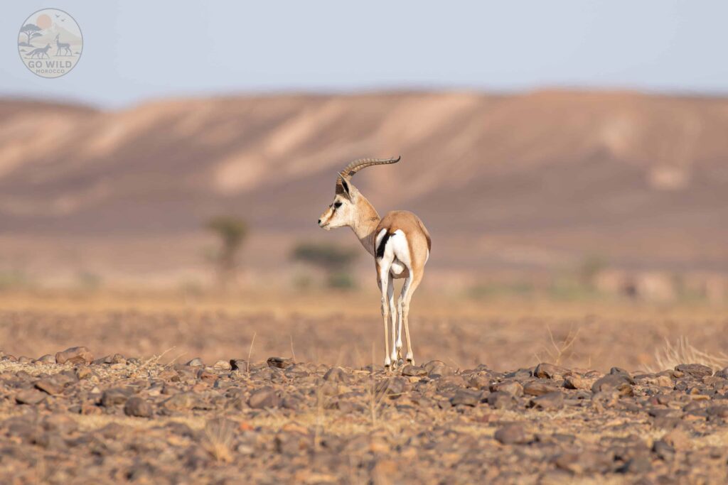 Go Wild Morocco (1)