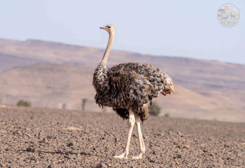 Go Wild Morocco (3)