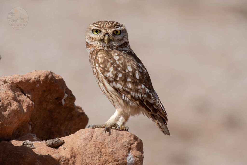 Go Wild Morocco (4)