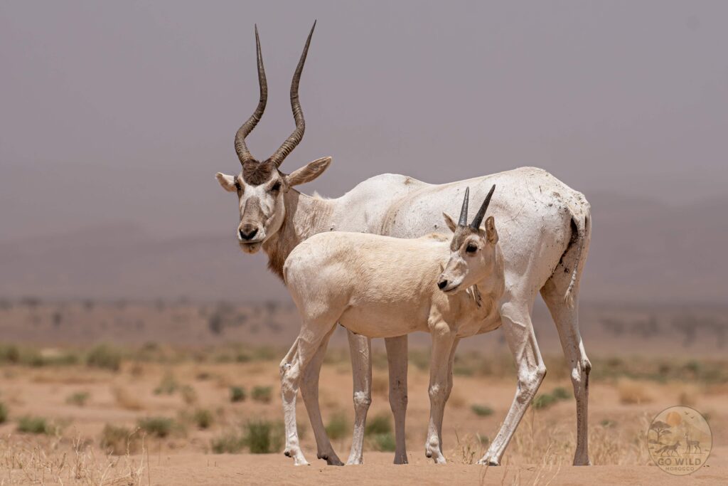 Go Wild Morocco (6)