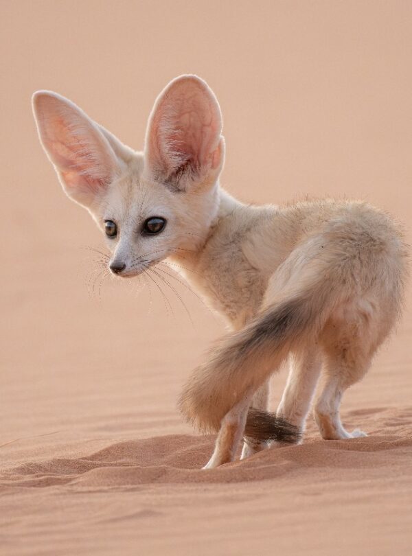 Merzouga Excursions