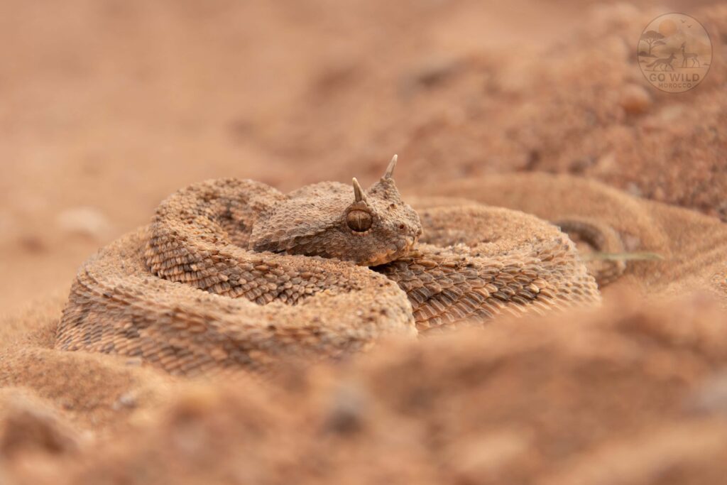 Morocco Birding tours (1)