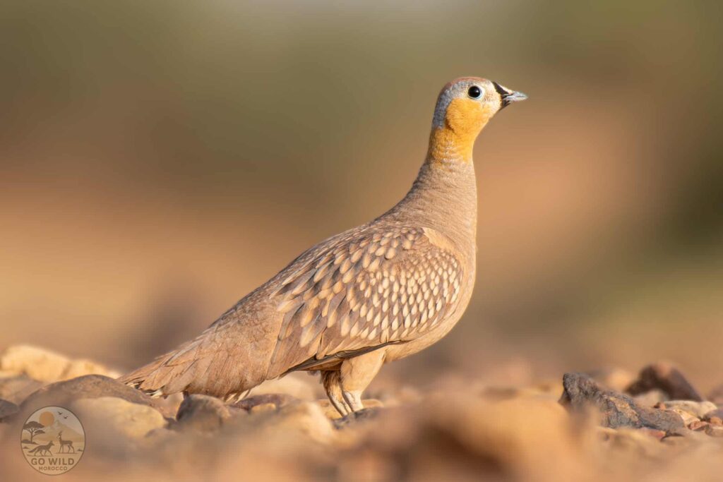 Morocco Birding tours (2)