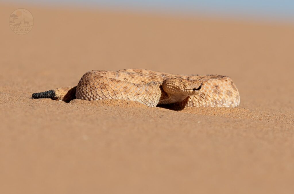 Morocco Birding tours (3)