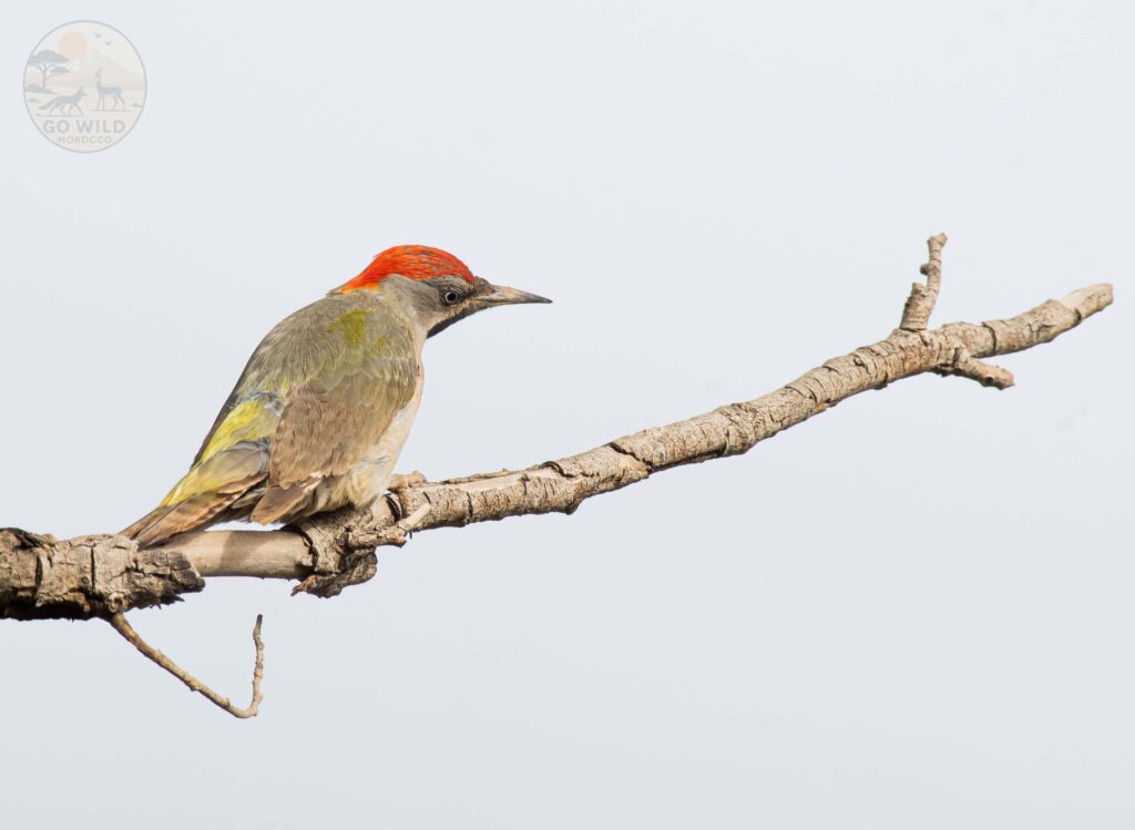 Morocco Birding tours (4)
