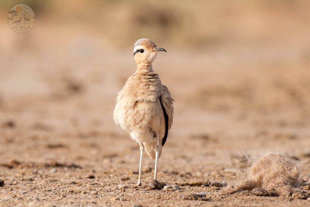Morocco Wildlife tours (1)